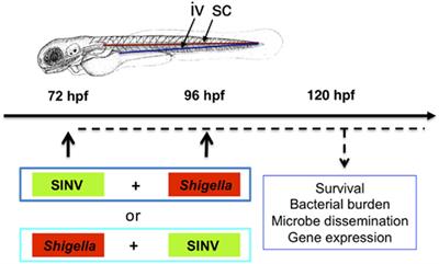 A Model of Superinfection of Virus-Infected Zebrafish Larvae: Increased Susceptibility to Bacteria Associated With Neutrophil Death